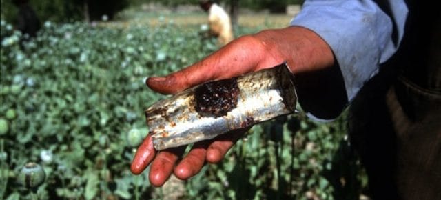 Opium harvest in a poppy field in Badakhshan, Afghanistan. Raw opium is cooked before being suitable for smoking. Photo: IRIN/Manoocher Deghati Opium harvest in a poppy field in Badakhshan, Afghanistan. Raw opium is cooked before being suitable for smoking. Photo: IRIN/Manoocher Deghati