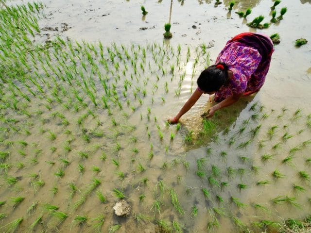 A farmer plants rice in Rupan, Nepal. A farmer plants rice in Rupan, Nepal.