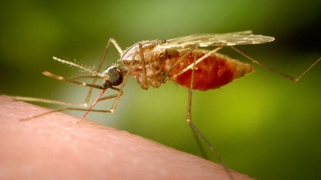 Climate change is bringing malaria to new areas